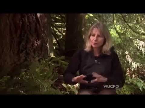 What Plants Talk About   Documentary