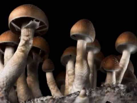 Terence McKenna on Mushrooms