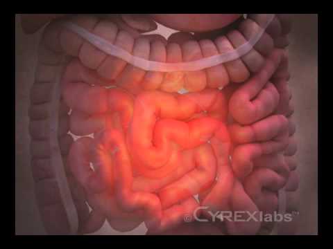Gut-Brain Connection