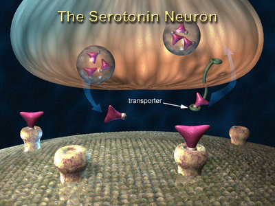 Serotonin Neuron