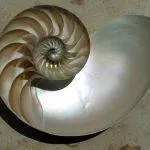 chambered nautilus cutaway logarithmic spiral