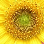 sunflower whorl sacred geometry