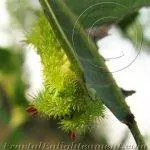 Parasa Lepida stinging caterpillar india