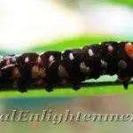 Caterpillars are voracious eaters