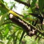 Common Indian Crow caterpillar