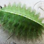 green caterpillar on the car