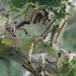 Caterpillars in Manali