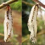 Caterpillars moulting or shedding its outer skin