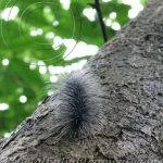 Hairy caterpillar camouflaged with the tree bark at National park
