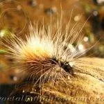 Hairy caterpillar on a coconut