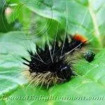 Caterpillar found in the Valley of flowers