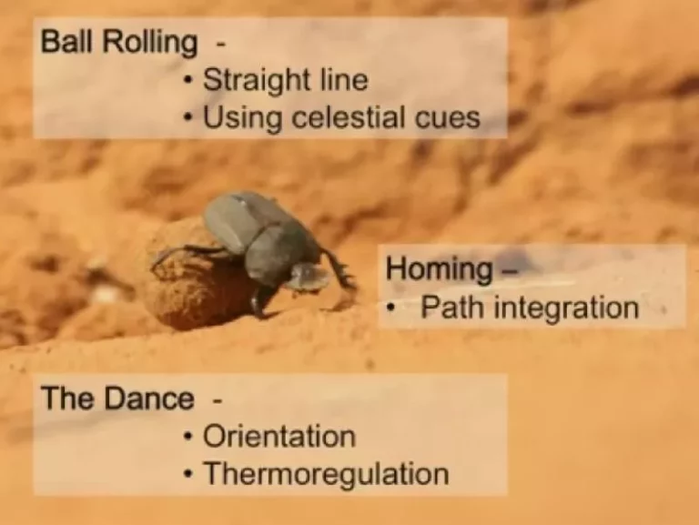 Dung Beetles use Stars to Navigate