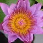 lotus