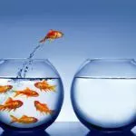 Goldfish-take-the-leap