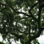 psy-tree