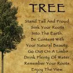 advice from a tree