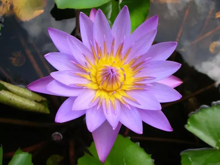 Being a Lotus in the Pond