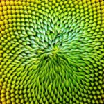 biomimicry-3d-janine-benyus