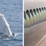 Wind turbines inspired by  whales fins, tails and flippers