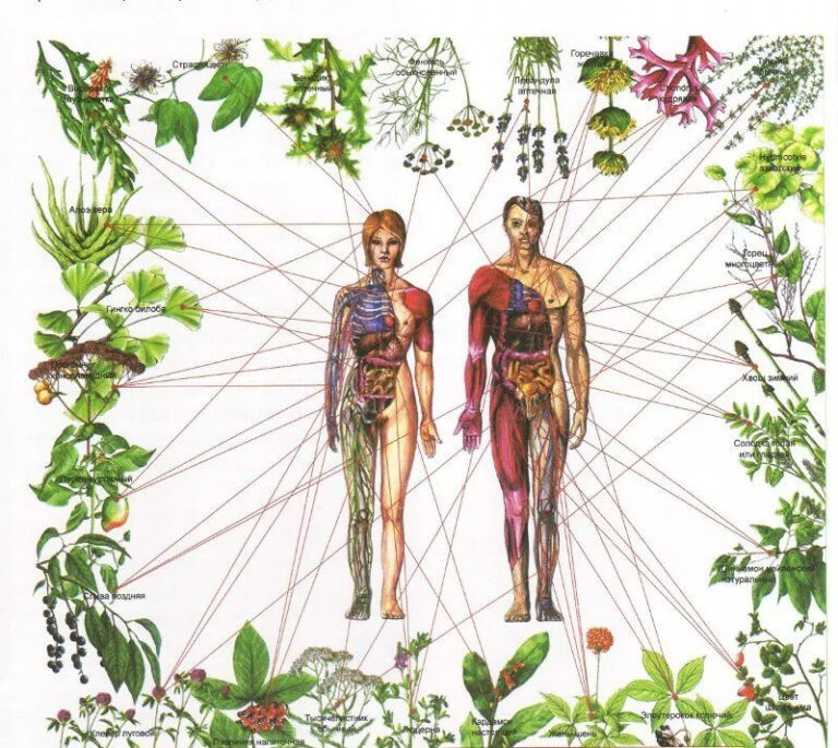 Healing the Seven Chakras with Herbs