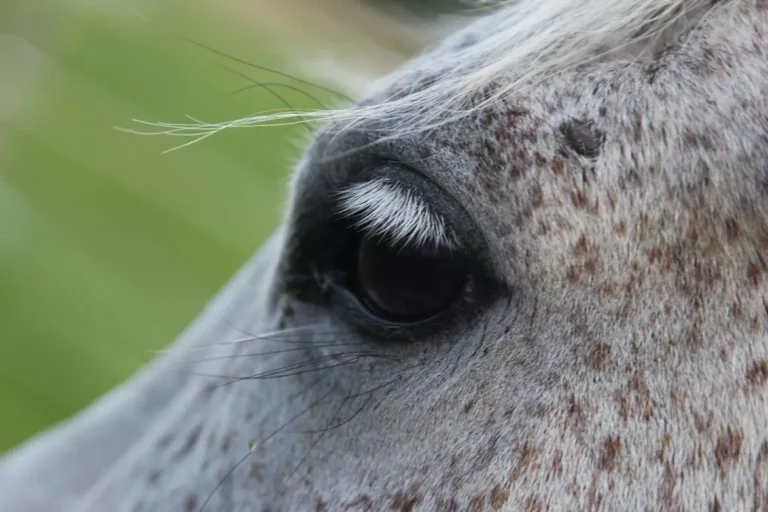 Understand Your Emotions with Horse Communication