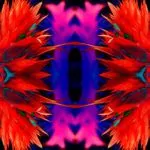 phoenix-rising-2-bromeliad-1a