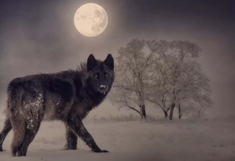 3 Darker Fairytales and their Message, Depending on Where You are in Your Journey