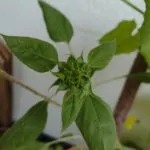 resilience
