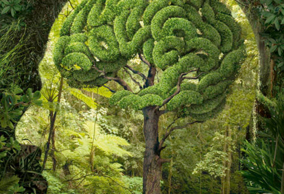 nature_brains