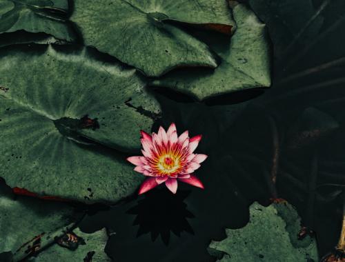 adapting to your reality